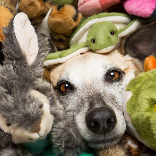 The Best Dog Toys